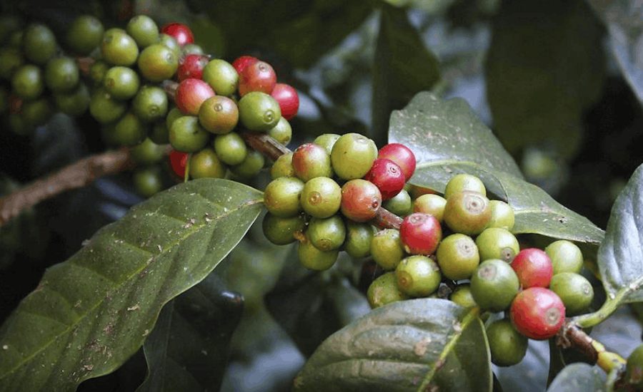 Ripening Ethiopian coffee cherries on the branch
